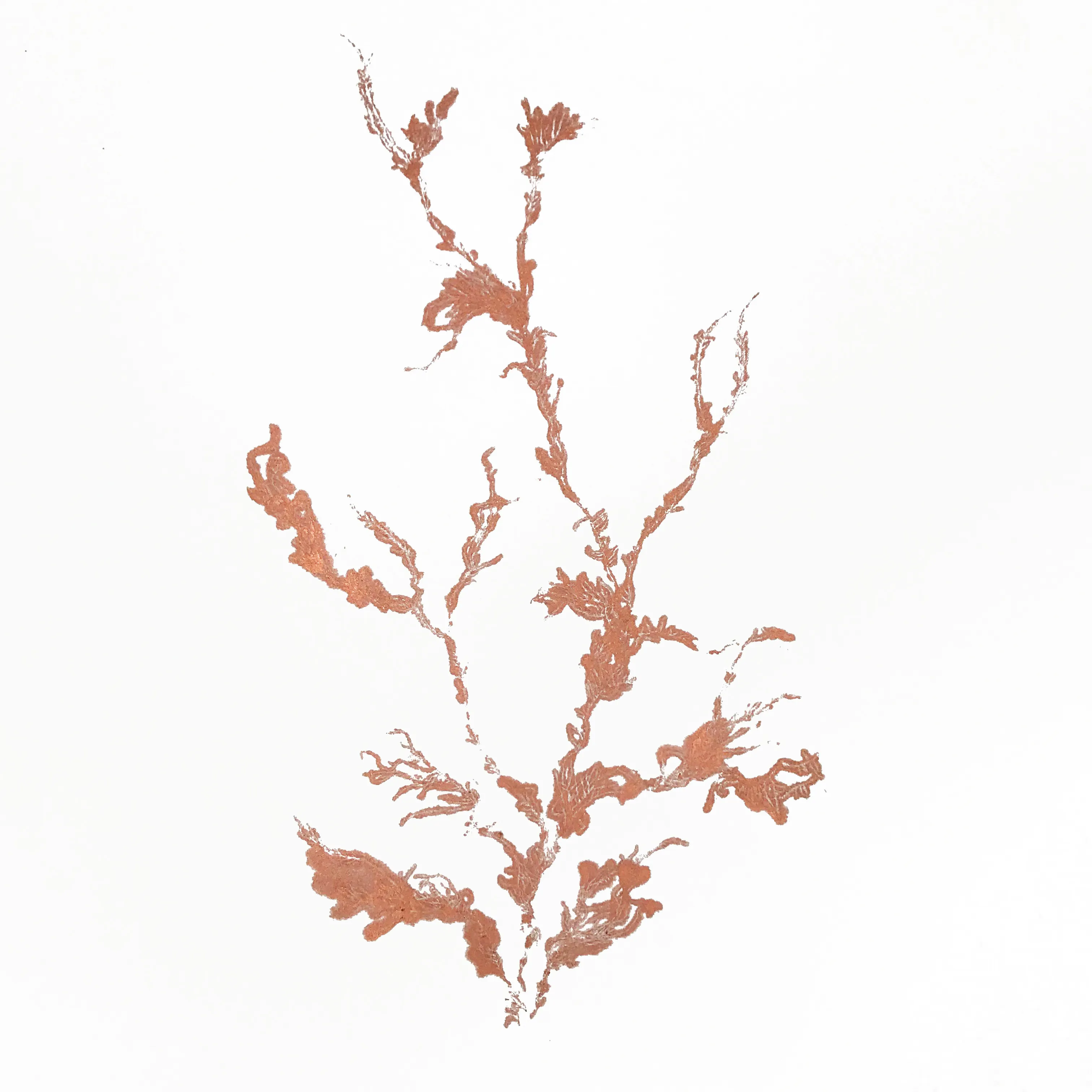 Hinke Weikamp - Image 1